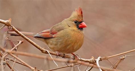 northern cardinal overview   birds cornell lab  ornithology