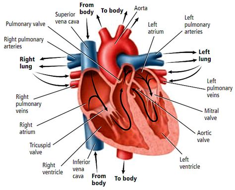 bagian bagian jantung  peran pentingnya penyebab  gejala penyakit