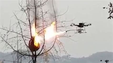 flamethrowing drone   torch wasp nests  china world news sky news