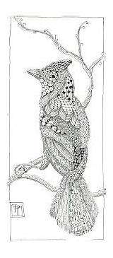 Zentangle Coloring Birds Bird Animal Cardinals Zentangles Pages Animals Doodle Easy Drawings Mandala Tangle Adult Zen Colouring Google Adults Jay sketch template