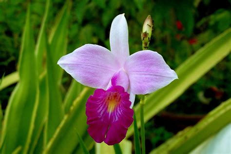 bamboo orchid  min