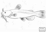 Catfish Redtail sketch template