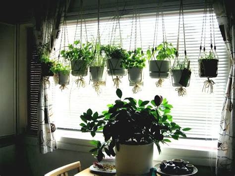 tanaman hias gantung indoor outdoor  segar