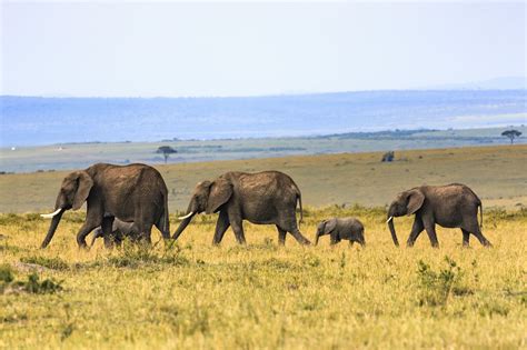 trip report  luxury african safari  remember   lifetime