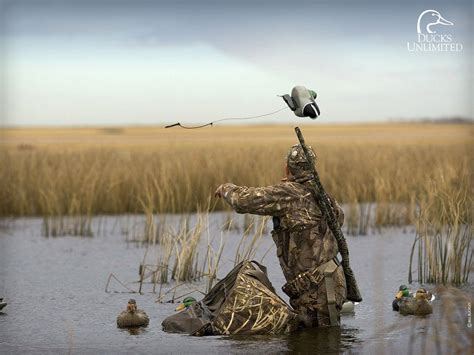 duck hunting screensaver carrotapp