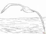 Albatross Coloring Wandering Flight Drawing Pages Printable Supercoloring Animal Animals Bird Dot Skip Main Zealand sketch template