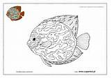 Akwariowe Rybki Kolorowanki Ryby Akwarium Kolorowanka Pomarańczowy Superkid sketch template