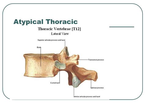 atypical thoracic vertebrae