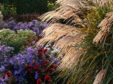 landscaping with miscanthus sinensis chinese silver grass