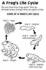 Frog Cycle Life Coloring Drawing Pages sketch template