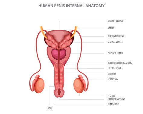 male reproductive system  main parts labeled  vector art