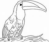 Beak Toucan Toucans sketch template