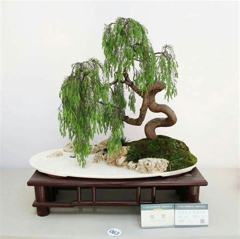 Weeping Willow Bonsai Blogger Bonsai