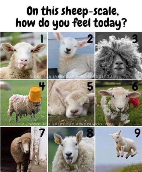 sheep scale mood indicator preguntas  amigos emociones clases