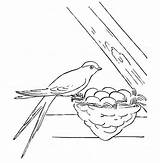 Coloring Pages Swallow Bird Nest Its Egg Tocolor Dragon sketch template