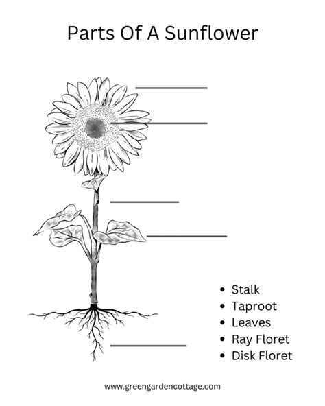 sunflower parts  functions