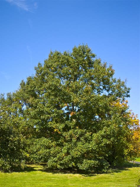 black oak  top  common tree  north america