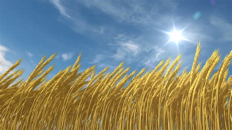 Nice Cartoon Animation Of Wheat Field Over Royalty Free Video