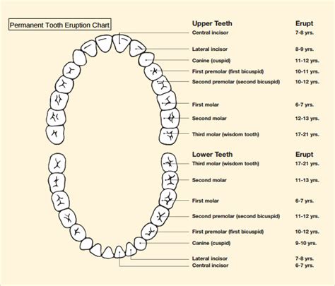 teeth chart templates sample templates