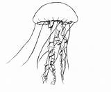 Jellyfish Drawing Draw Fish Simple Drawings Cartoon Jelly Animals Tattoo Easy Cliparts Coloring Sketch Pencil Realistic Clipart Printable Library Central sketch template