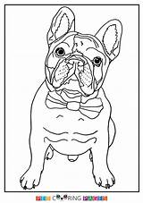 Bulldog French Coloring Pages Sheets Dog Manny sketch template