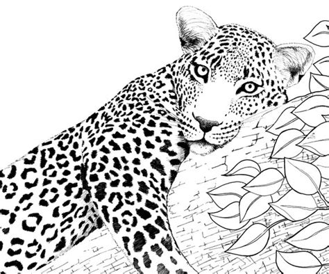 leopard colouring  card etsy israel