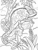 Chameleon Jungle sketch template