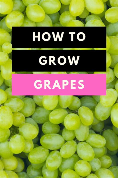 grow grapes   guide