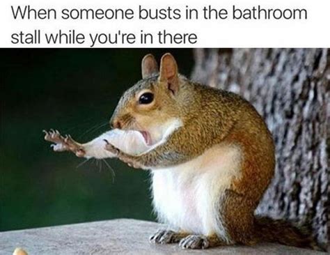 Laugh Out Loud With These Funny Squirrel Memes Squirrel