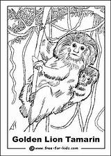 Coloring Pages Tamarin Endangered Animals 16kb Getcolorings sketch template