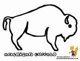 Buffalo Coloring Pages Outline Printable Kids Bison Template Drawing Print American Color Indian Colouring Line Pdf Coloringhome Popular Sketch sketch template