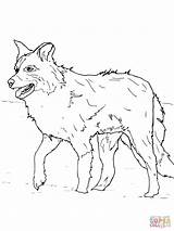 Collie Border Pomeranian Lassie Carnage Shrew Getcolorings Colorings Dog sketch template