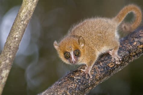 grey mouse lemur