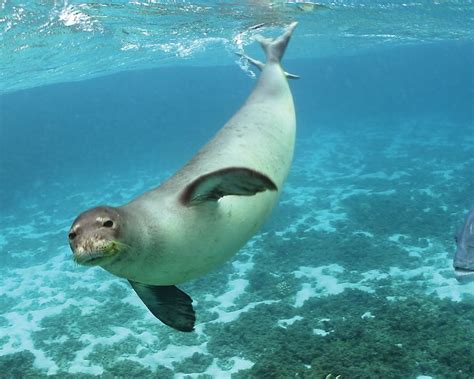 mediterranean monk seal  warm water seal  wild animals
