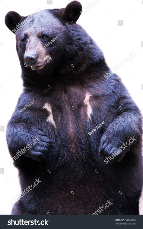 black bear isolated  white stock photo  shutterstock