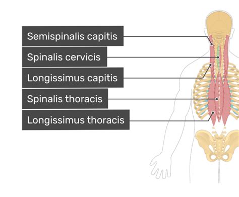 spinalis thoracis