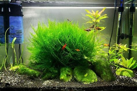 java moss  easy  light carpet plant