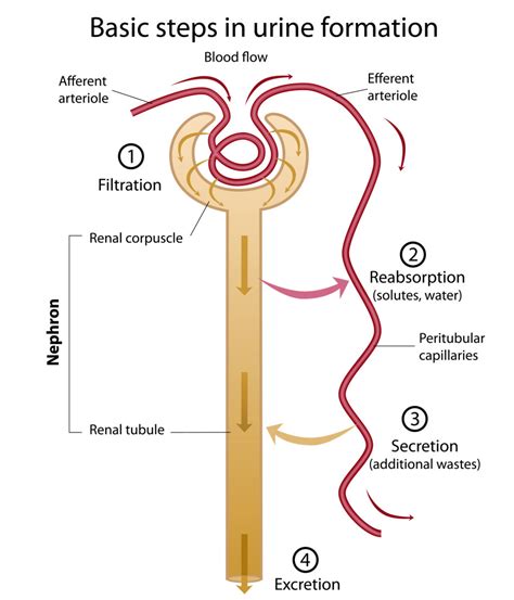 match  lettered structure   diagram   nephron