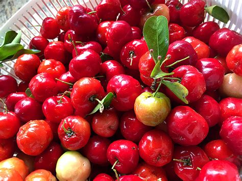 Tropical Taste Of Hawaii The Awesome Acerola Cherry Hubpages