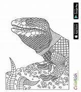 Reptile sketch template