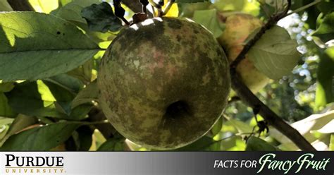 Fungicide Use Midseason And On Purdue University Facts For Fancy Fruit