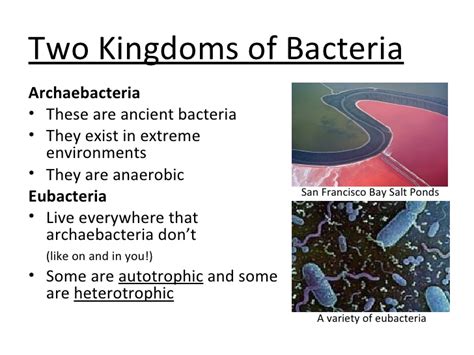 bacteria