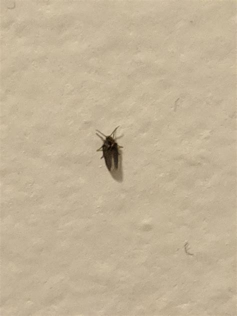 whats   flying bug whatsthisbug