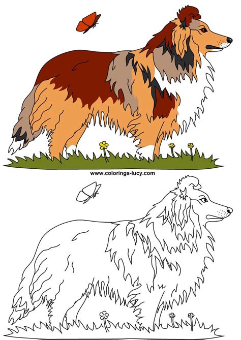 sheltie dog coloring book easy animal drawings dog coloring page