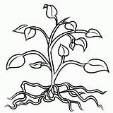 Roots Plant Coloring Pages Plants Clip Clipart Tree Drawing Flower Tomato Colouring Flowers Cliparts Stem Root Trees Leaves Drawings Color sketch template