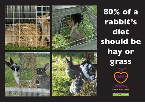 mostly hay or grass rabbit welfare association and fund rwaf