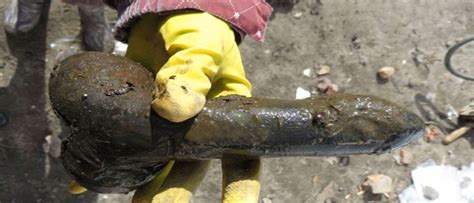 Archaeologists Unearth 18th Century Sex Toy In Ancient Latrine In