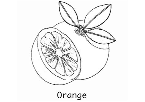 orange coloring page coloring pages fruit coloring pages color