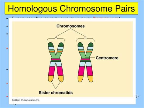 Ppt Chromosomes Vs Chromatin Powerpoint Presentation Free Download