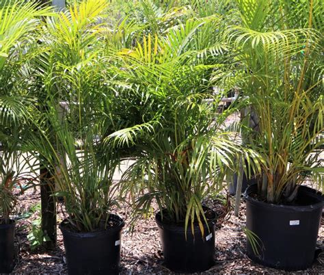 rockledge gardens palm areca outdoor  gal